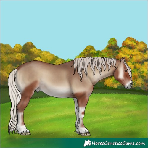Horse Color:Silver Blue Onyx 