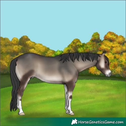 Horse Color:Blue Onyx