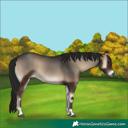 Horse Color:Gray Blue Onyx 