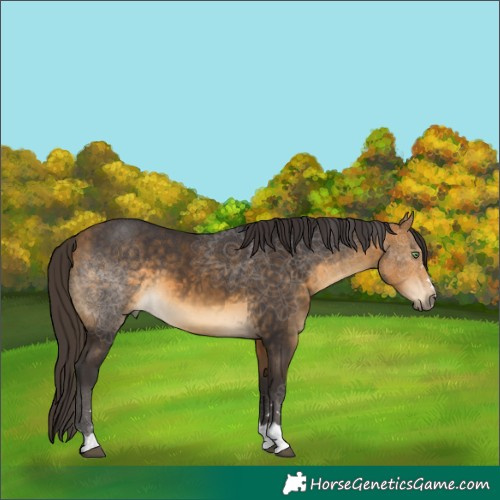 Horse Color:Buckskin 