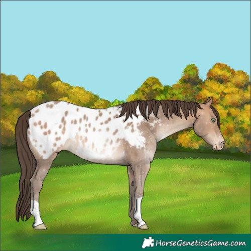 Horse Color:Amber Champagne Blanket 