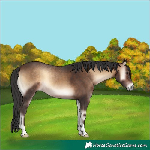 Horse Color:Brown Onyx 