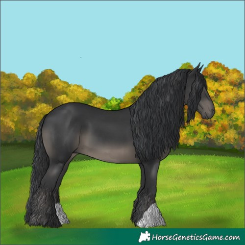 Horse Color:Black 