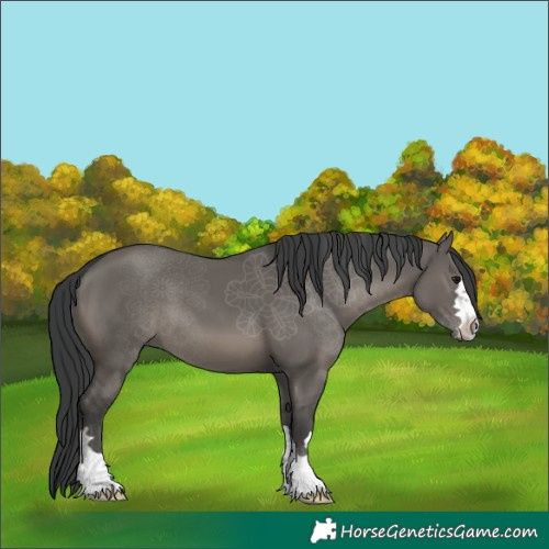 Horse Color:Grullo 