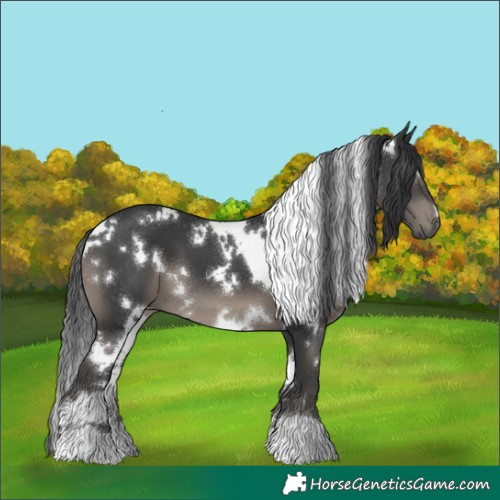 Horse Color:White Spotted Black 