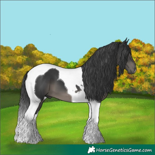 Horse Color:Black Tobiano 