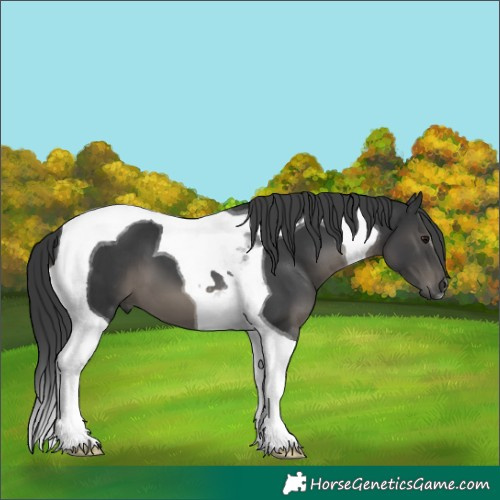Horse Color:Black Tobiano 