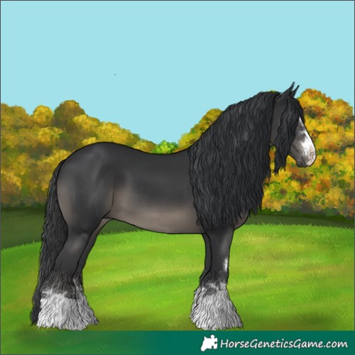 Horse Color:Black 