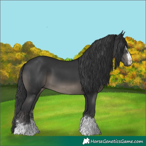 Horse Color:Black 