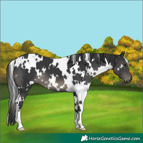 Horse Color:White Spotted Black