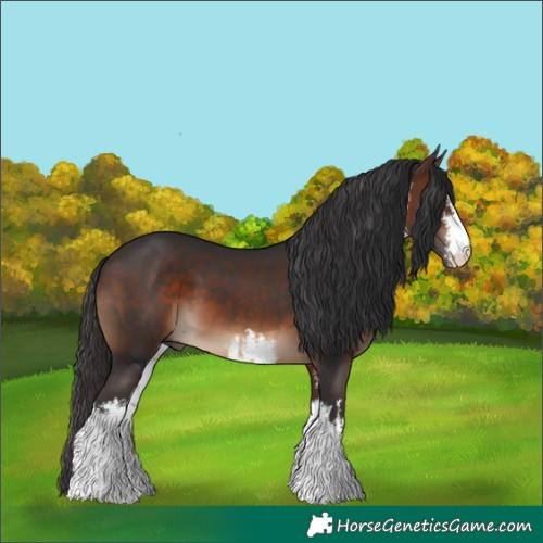 Horse Color:White Spotted Brown 