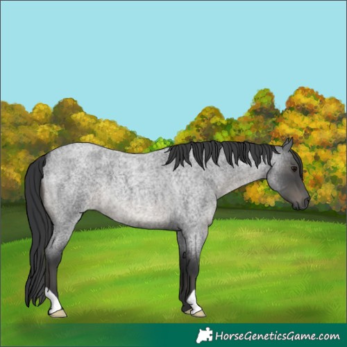 Horse Color:Blue Roan 