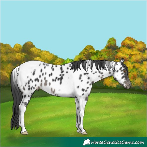 Horse Color:Black Tobiano Appaloosa 