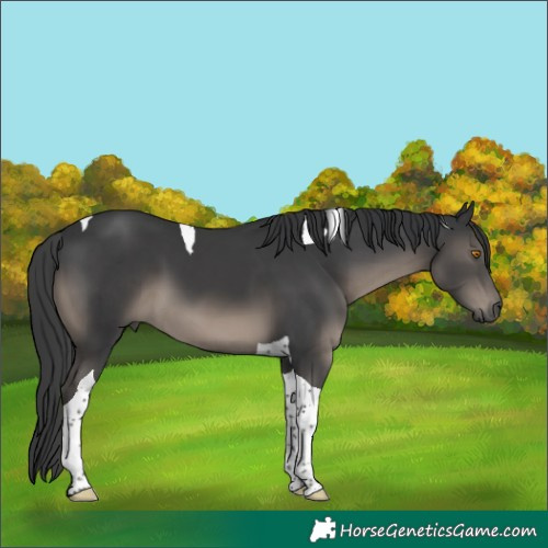 Horse Color:Black Tobiano 