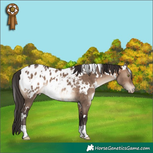 Horse Color:White Spotted Brown Dun Appaloosa 