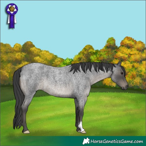 Horse Color:Blue Roan 