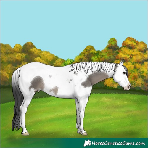 Horse Color:Grullo Splash Tobiano 