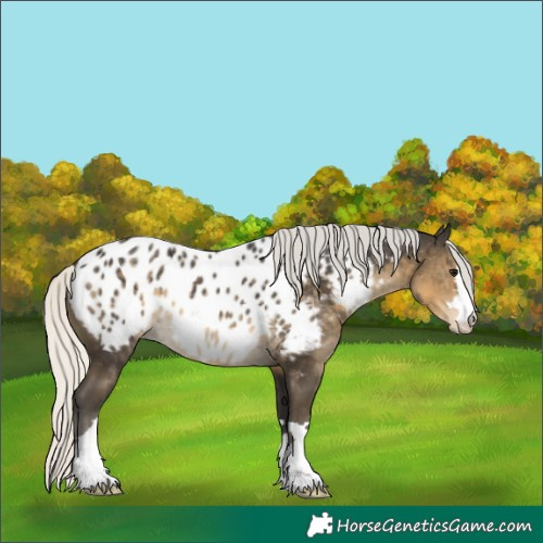 Horse Color:Silver Smoky Black Appaloosa 