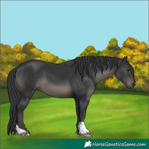 Horse Color:Black 
