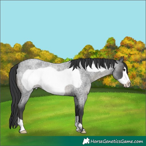 Horse Color:Blue Roan Frame 