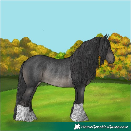 Horse Color:Black Rabicano 