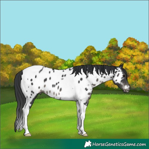 Horse Color:Black Tobiano Appaloosa 