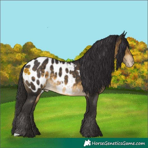 Horse Color:Buckskin Appaloosa