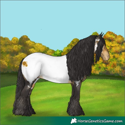 Horse Color:Buckskin Appaloosa