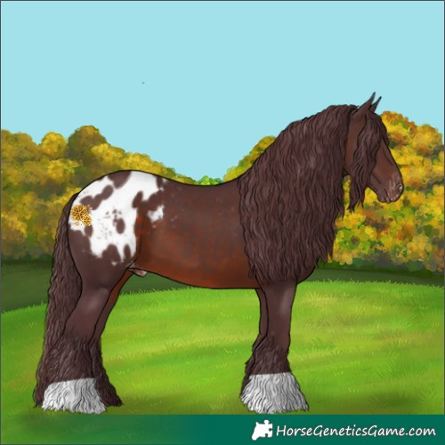 Horse Color:Chocolate Brown Mushroom Appaloosa