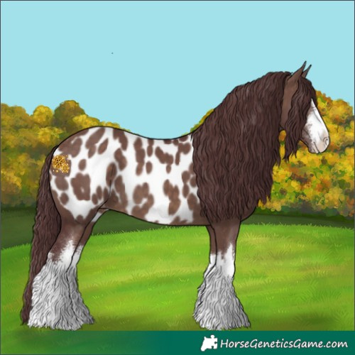 Horse Color:White Spotted Chocolate Brown Dun Blanket 