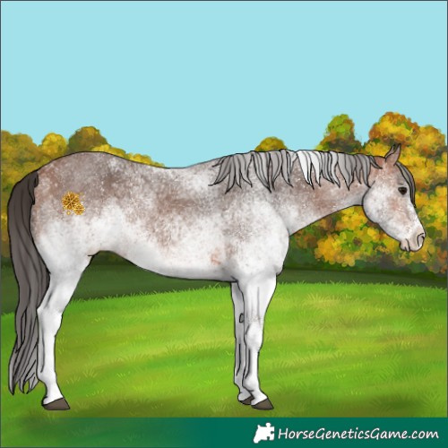 Horse Color:White Spotted Bay