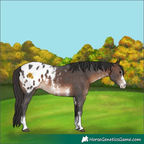 Horse Color:Brown Sabino Appaloosa