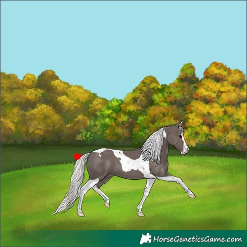 Horse Color:Silver Black Splash Tobiano 