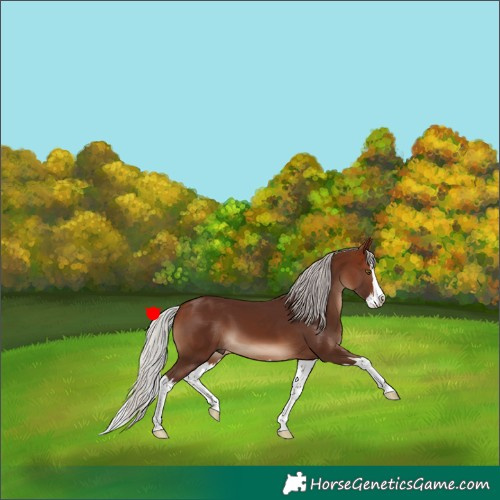 Horse Color:Silver Brown Splash