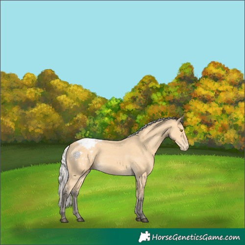 Horse Color:Silver Buckskin Appaloosa 