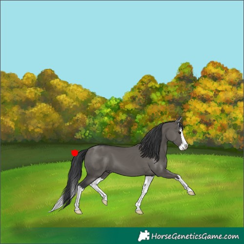 Horse Color:Grullo Splash 