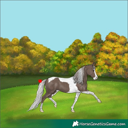 Horse Color:Silver Black Splash Tobiano 