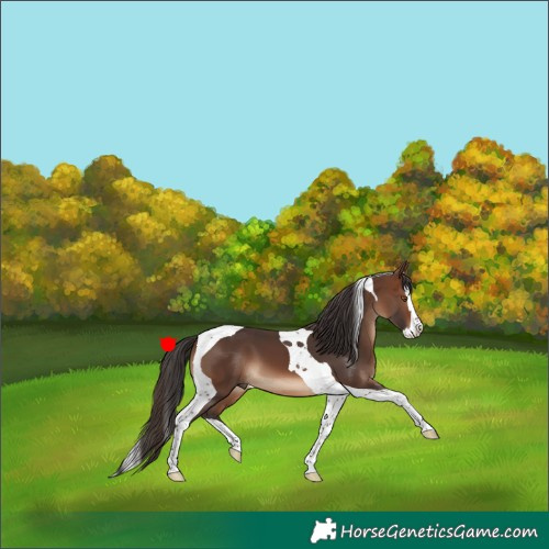 Horse Color:Brown Splash Tobiano 