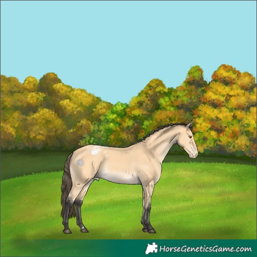 Horse Color:Buckskin Appaloosa 