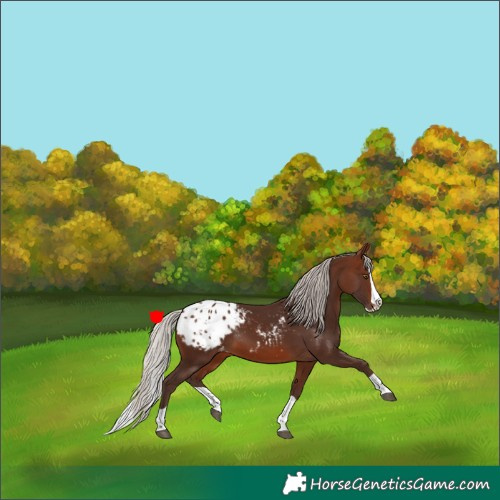 Horse Color:Silver Brown Splash Appaloosa 
