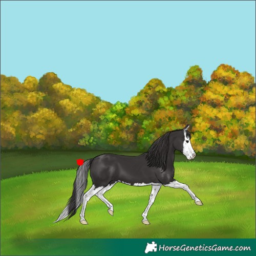 Horse Color:Smoky Black Splash