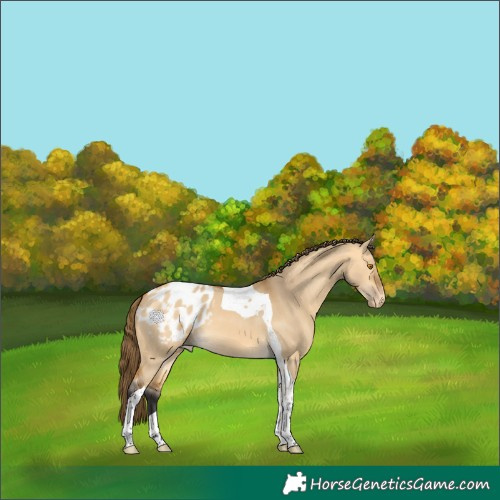 Horse Color:Buckskin Dun Tobiano Appaloosa 