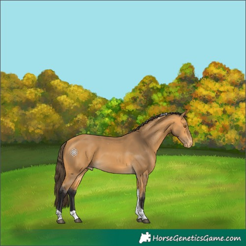 Horse Color:Buckskin Tobiano Appaloosa