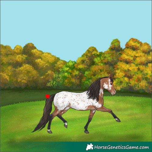 Horse Color:Bay Appaloosa 