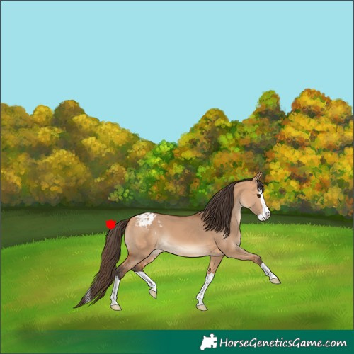 Horse Color:Bay Dun Splash Appaloosa 