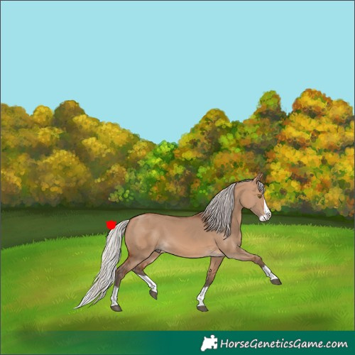 Horse Color:Silver Brown Dun Splash