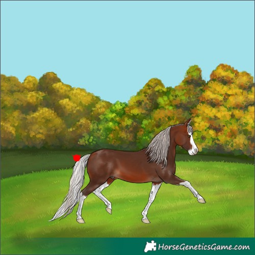 Horse Color:Silver Brown Splash
