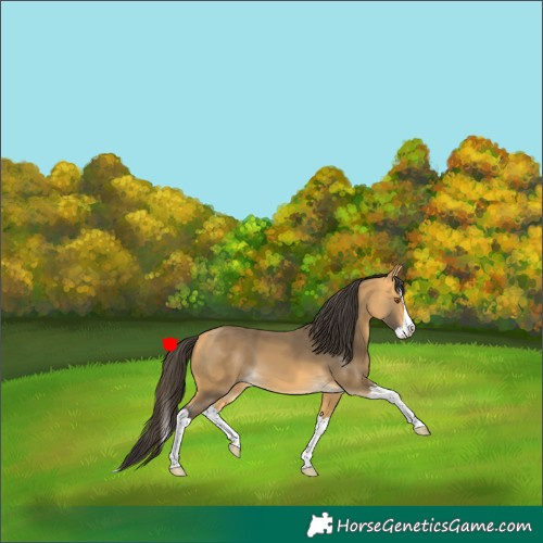 Horse Color:Buckskin Splash 
