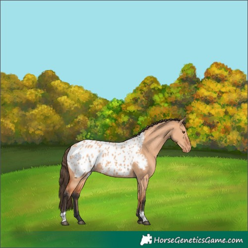 Horse Color:Bay Dun Tobiano Appaloosa 