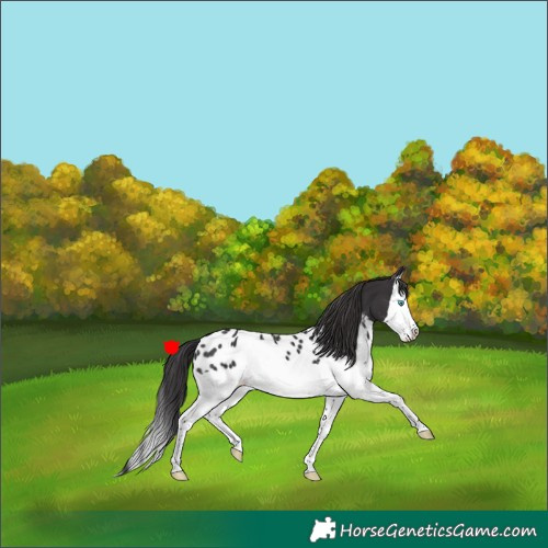 Horse Color:Smoky Black Splash Appaloosa